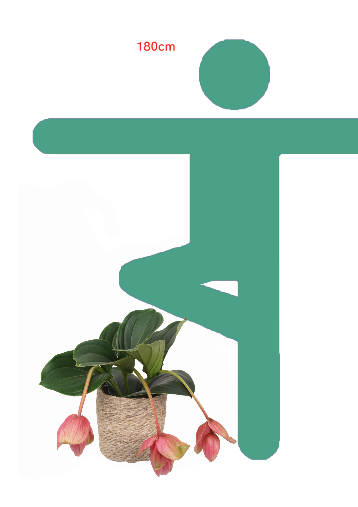 Die Aussergewöhnliche