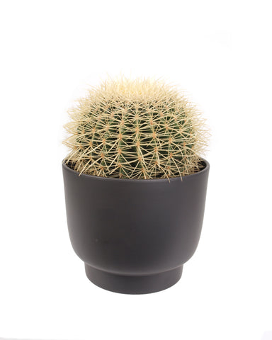 Die grosse Strahlende