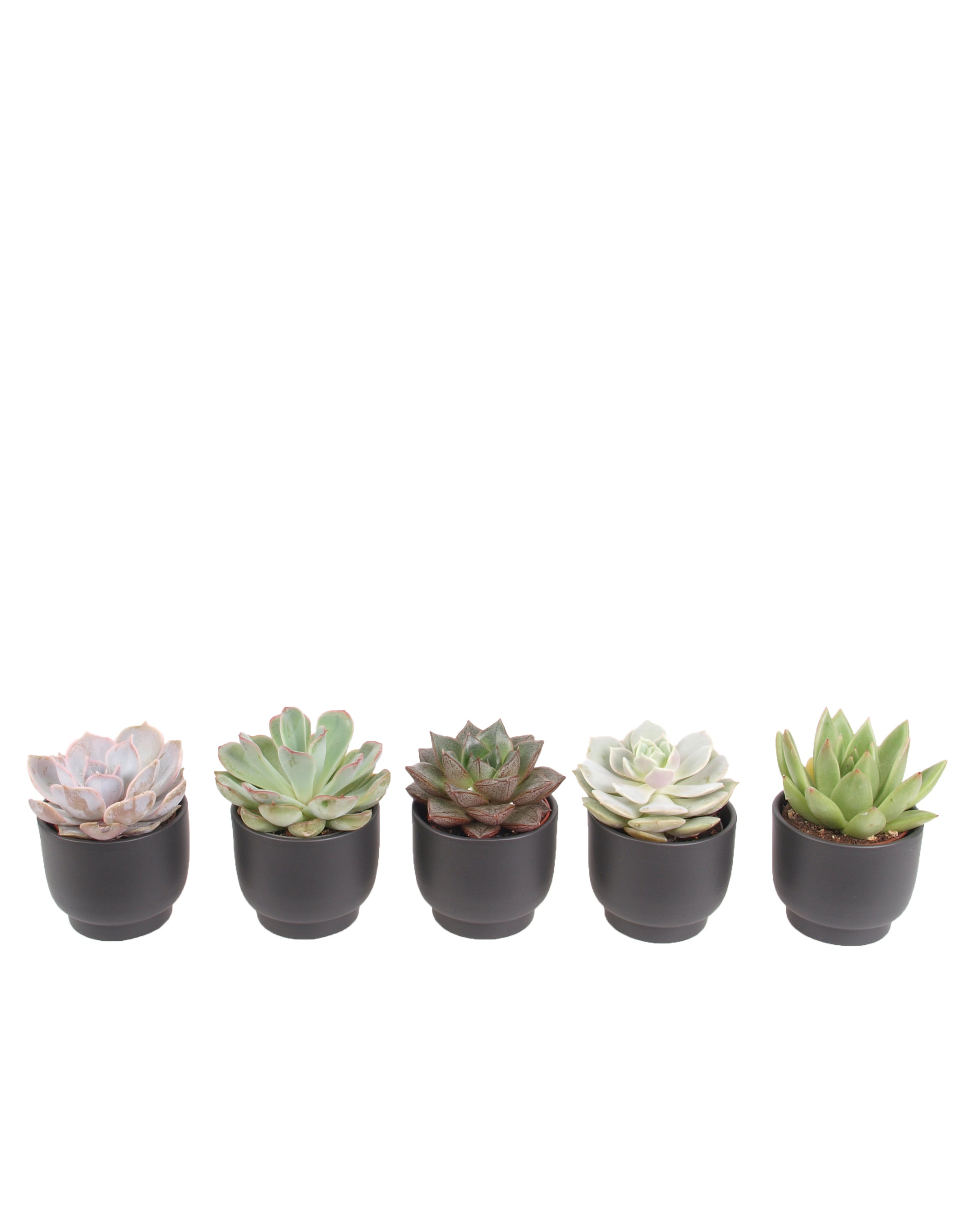 5er Echeveria mini Trendies