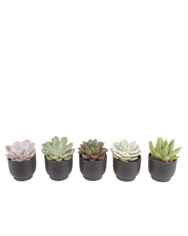 5er Echeveria mini Trendies