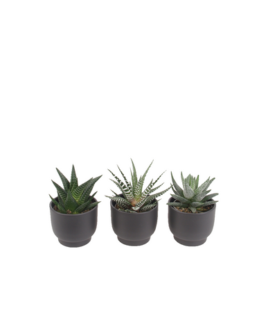 3er Haworthia mini Trendies