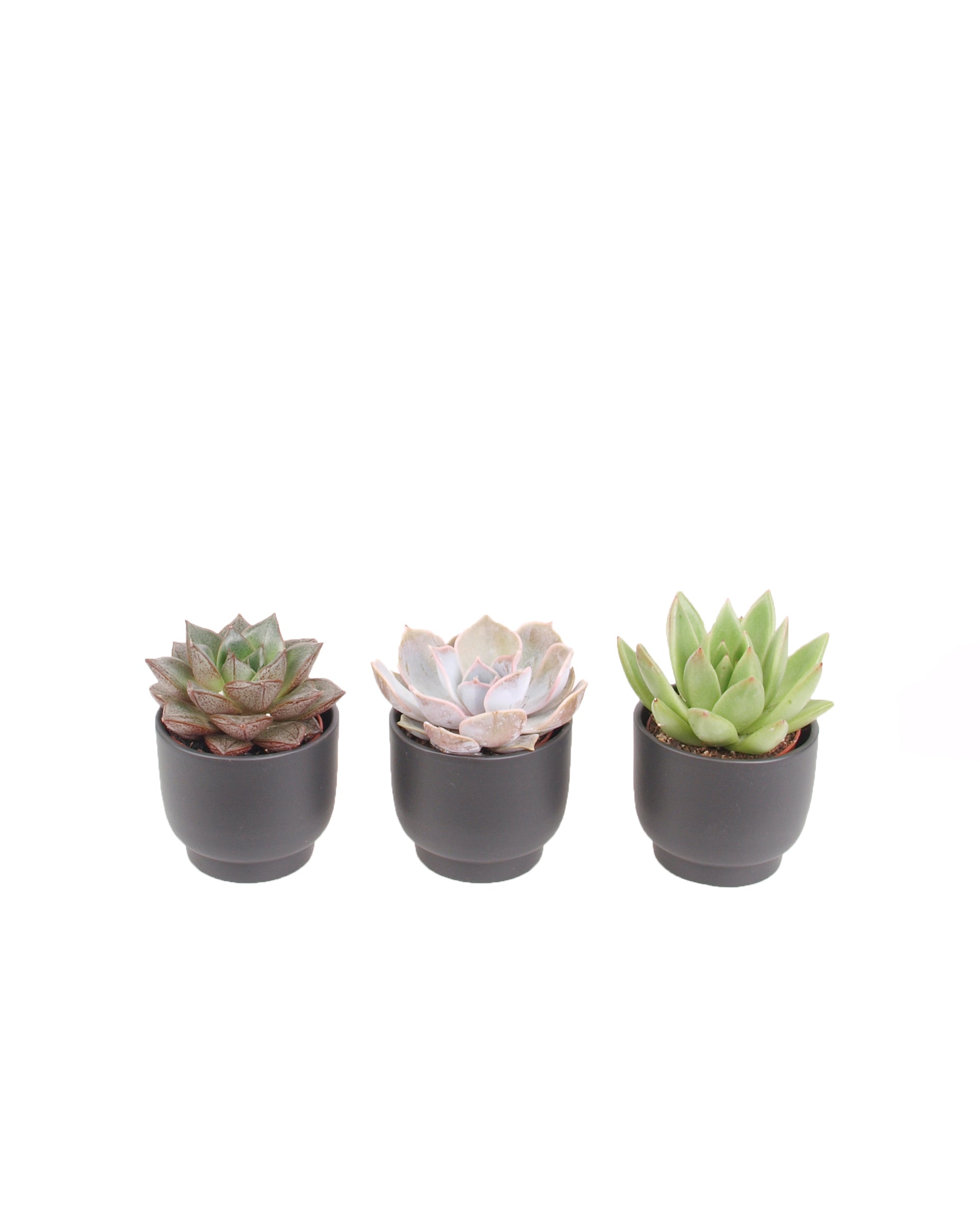 3er Echeveria mini Trendies