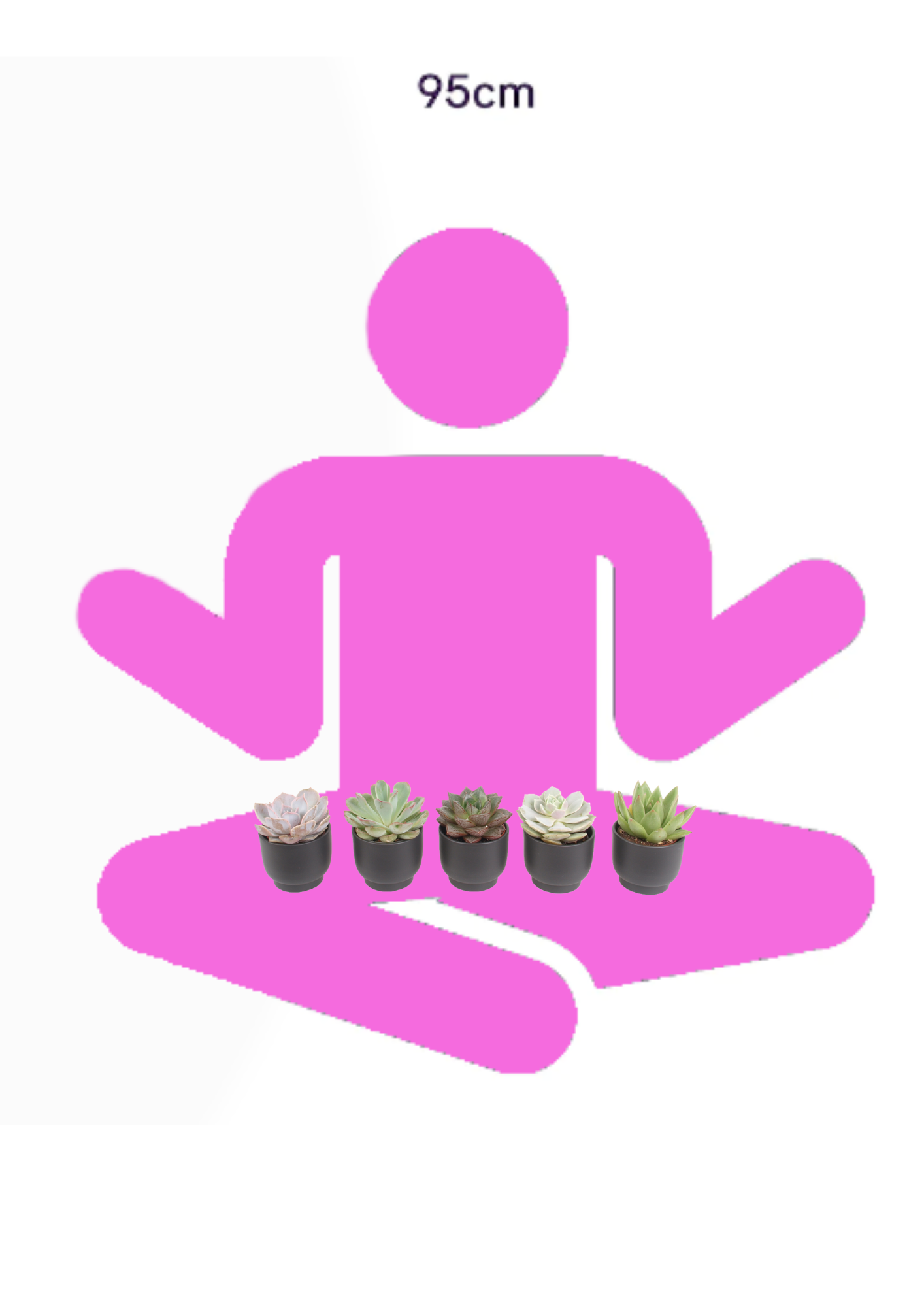 5er Echeveria mini Trendies