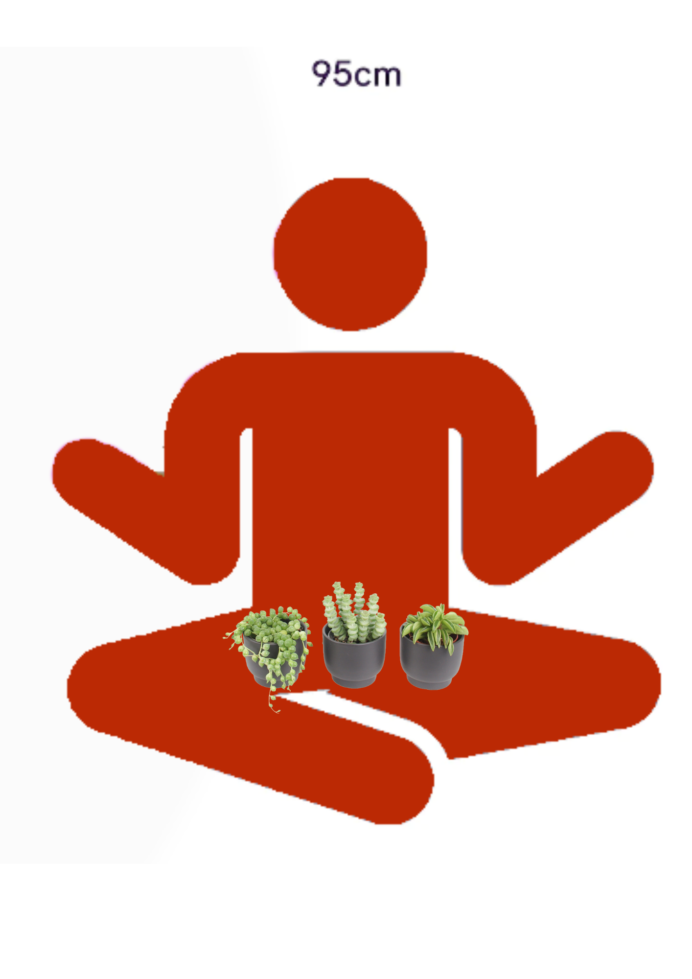 3er Sukkulenten mini Trendies