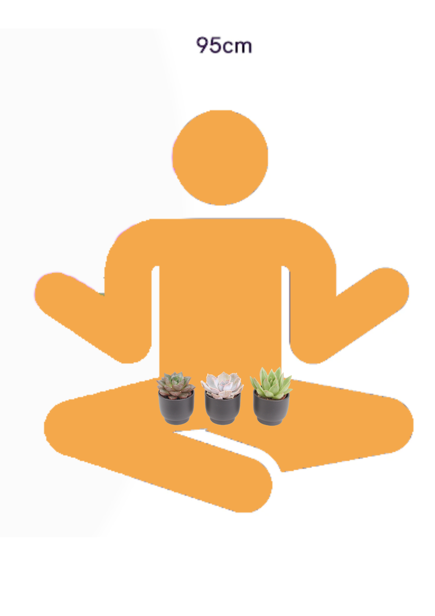 3er Echeveria mini Trendies