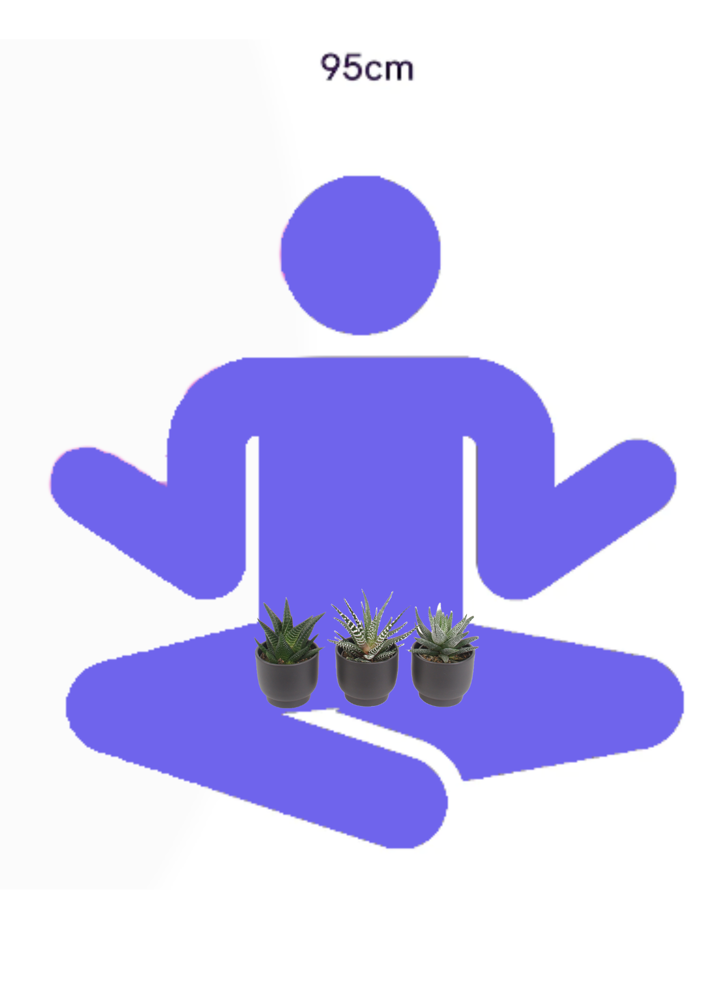 3er Haworthia mini Trendies