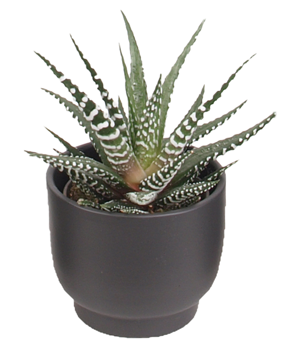 3er Haworthia mini Trendies