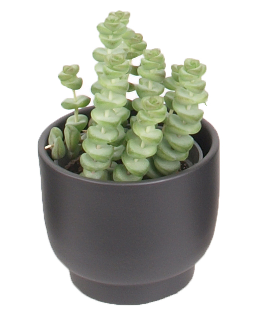 3er Sukkulenten mini Trendies