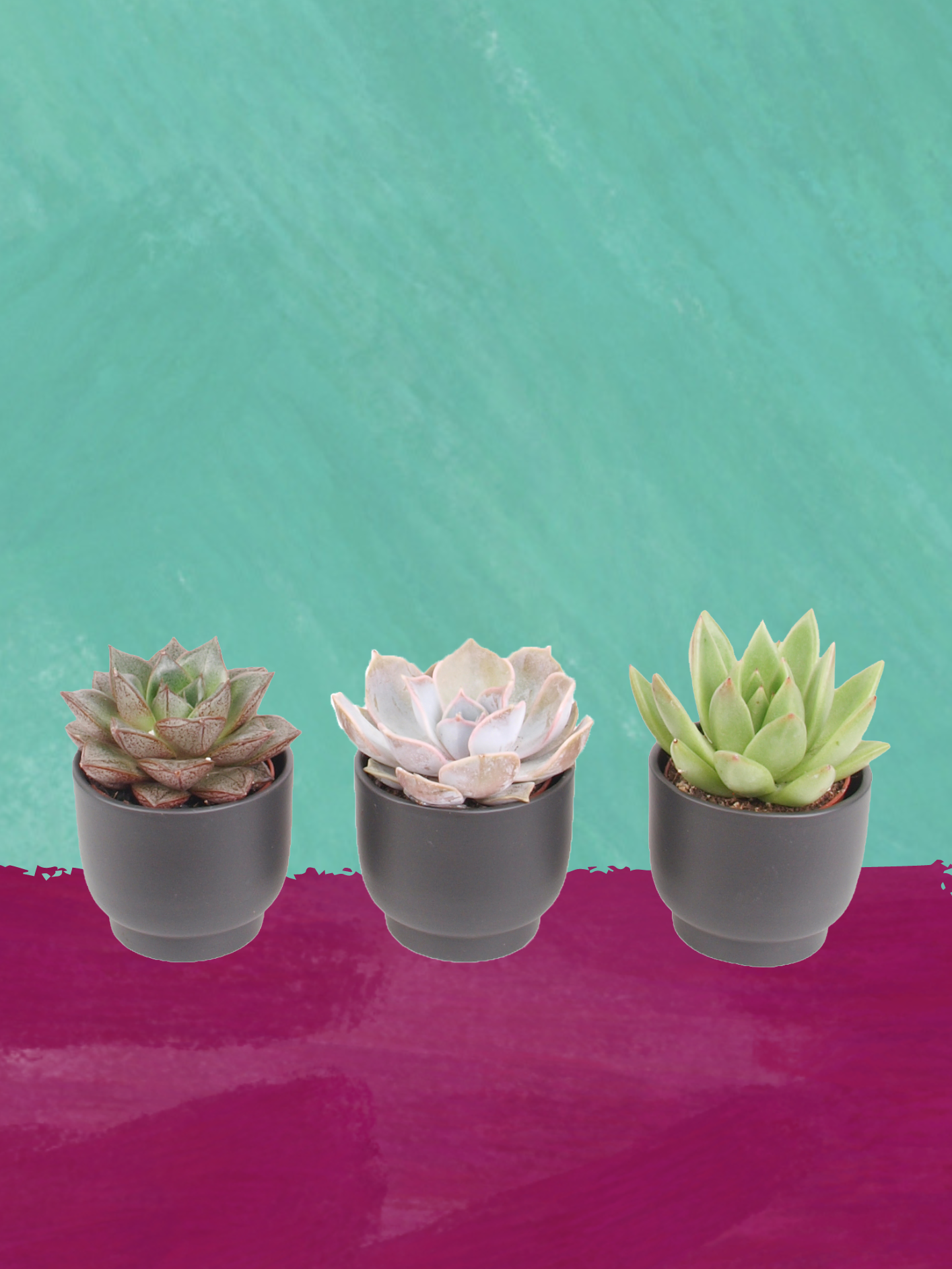 3er Echeveria mini Trendies