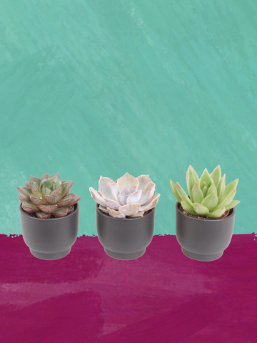 3er Echeveria mini Trendies