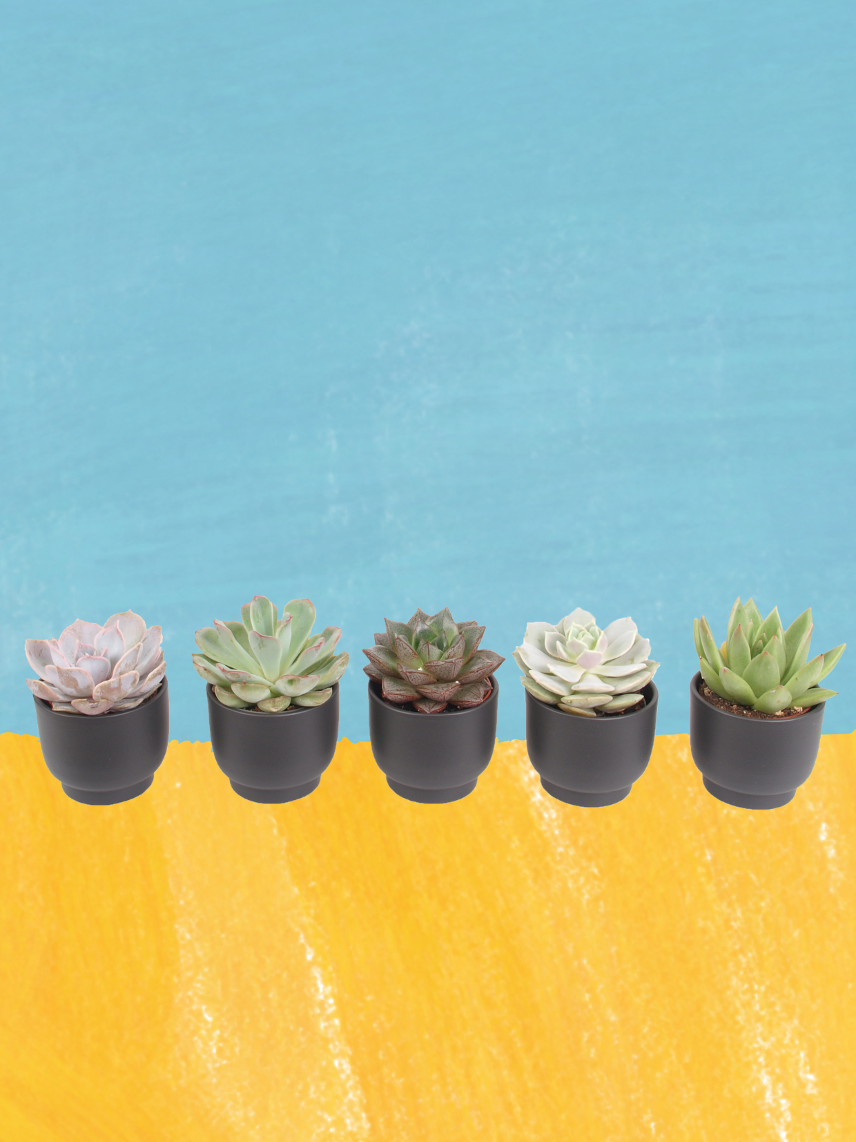 5er Echeveria mini Trendies