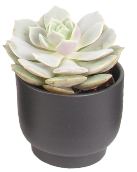 5er Echeveria mini Trendies