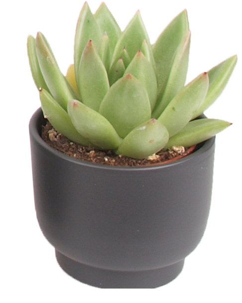 3er Echeveria mini Trendies