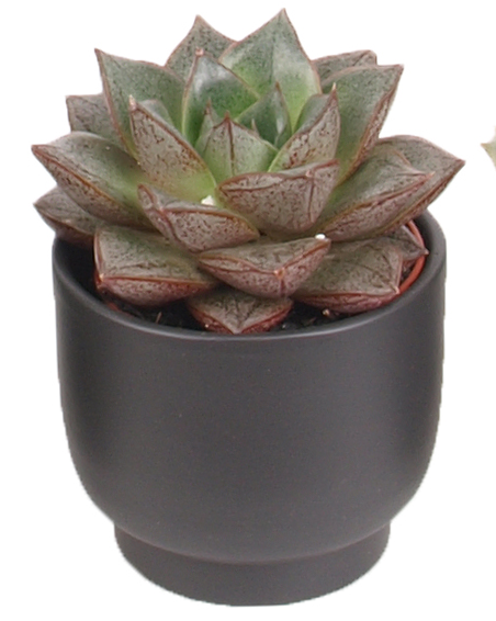 3er Echeveria mini Trendies