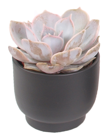 5er Echeveria mini Trendies