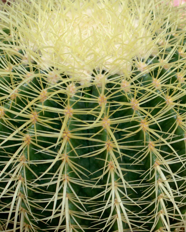 Die grosse Strahlende