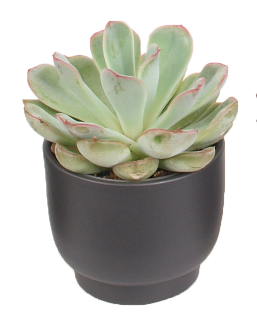 5er Echeveria mini Trendies