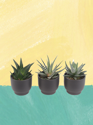 3er Haworthia mini Trendies