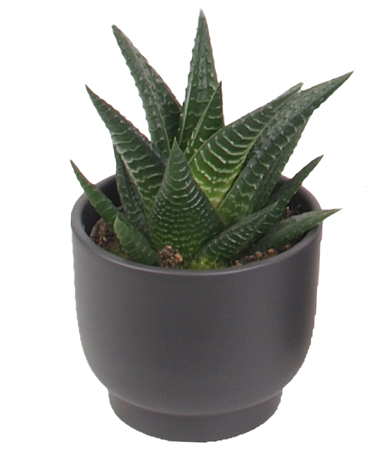 3er Haworthia mini Trendies