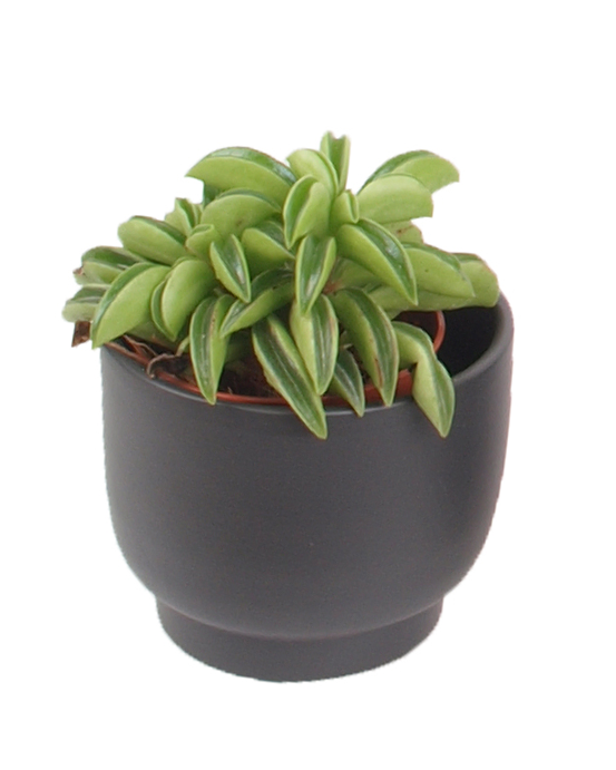 3er Sukkulenten mini Trendies