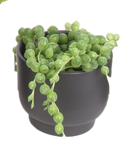 3er Sukkulenten mini Trendies