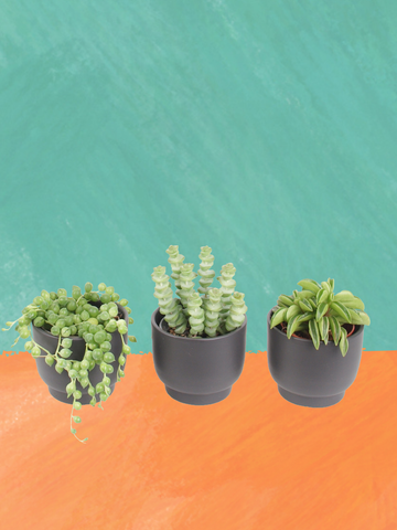 3er Sukkulenten mini Trendies