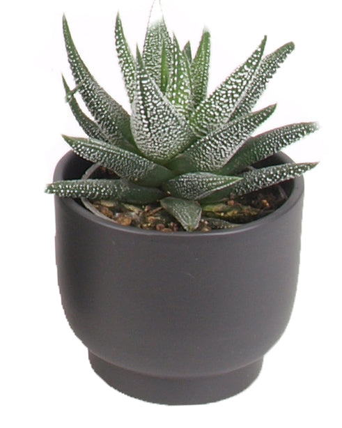 3er Haworthia mini Trendies