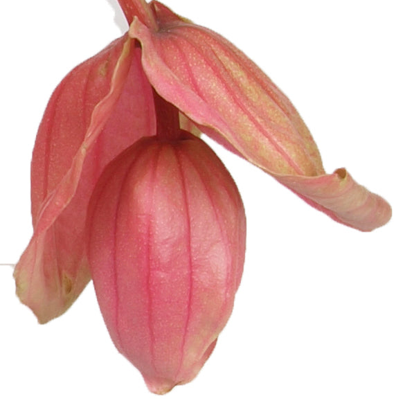 Die Aussergewöhnliche