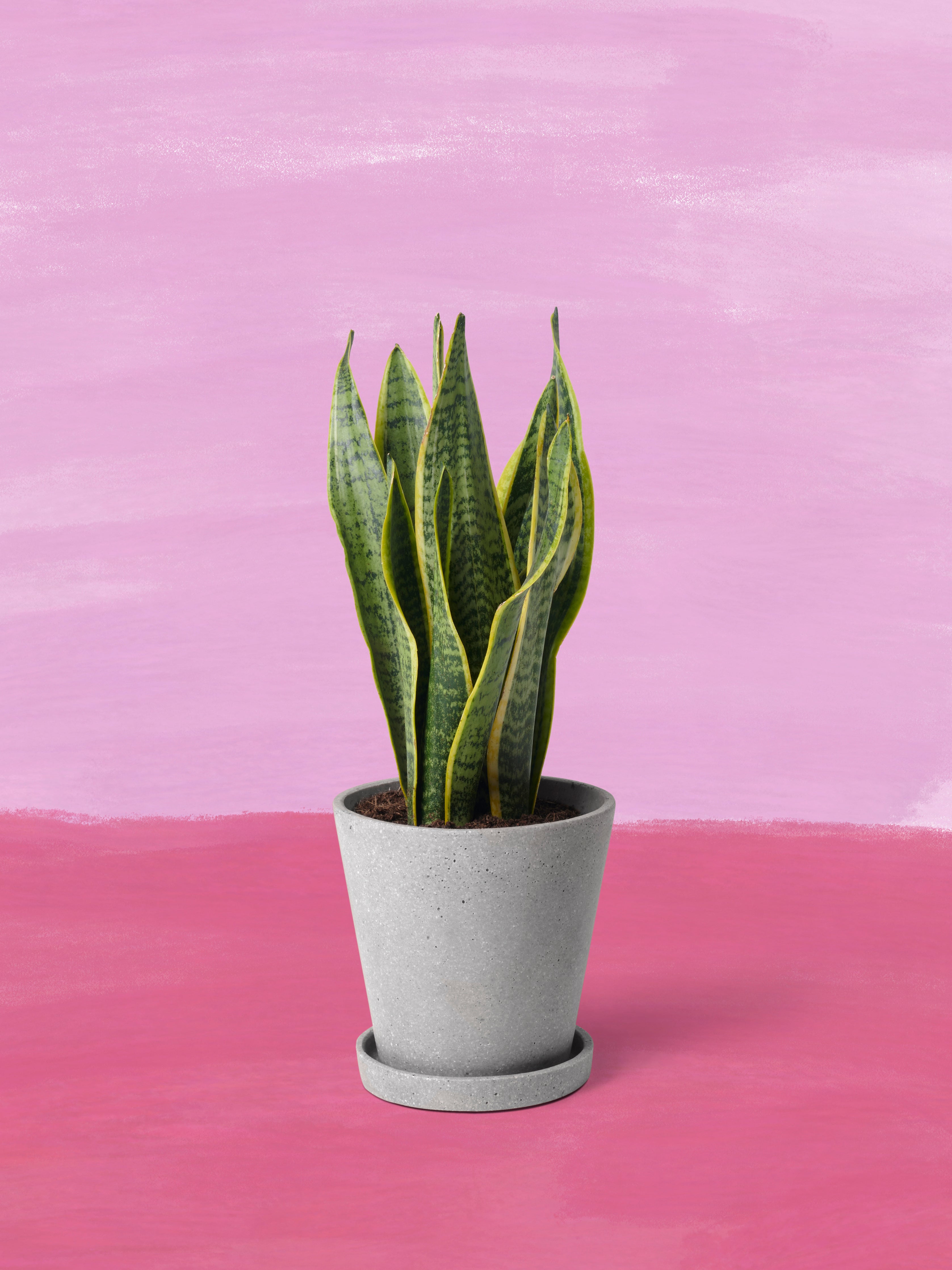 Die kleine Gesellige