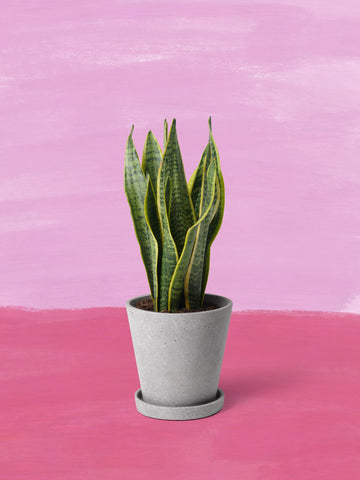 Die kleine Gesellige