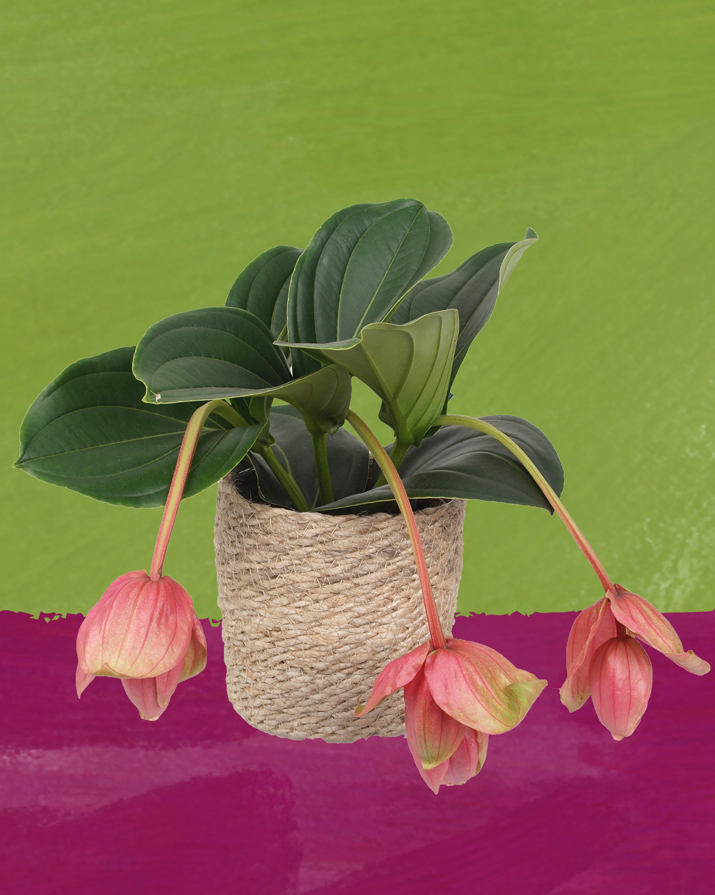 Die Aussergewöhnliche