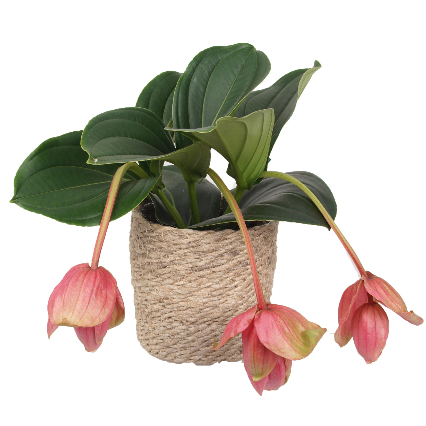 Die Aussergewöhnliche